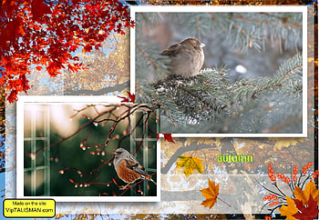 Collage, autumn, nature, birds, collages HD wallpaper
