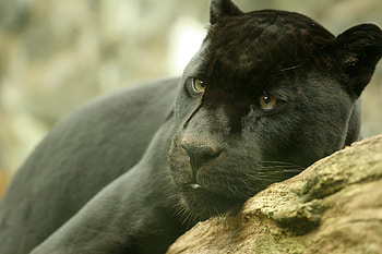 Lovely Panther, animal, black, leopard, jaguar, big, panther, cats, cat HD wallpaper