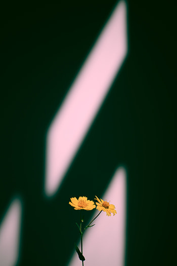 Flowers, Plant, Shadow HD phone wallpaper