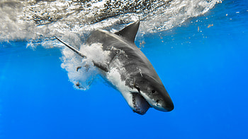 Great white shark, ultra HD wallpaper