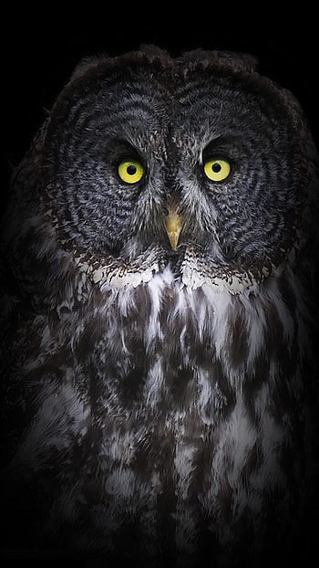 Cute owl , Android compatible, High definition beauty, for nature lovers HD phone wallpaper