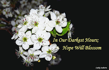 Hope Blossoms, night, encouragement, faith, spring, dark, cherry tree, blossoms, love, hope, blooms, evening HD wallpaper