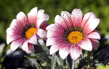 Fantastic flower, beauty, flower HD wallpaper
