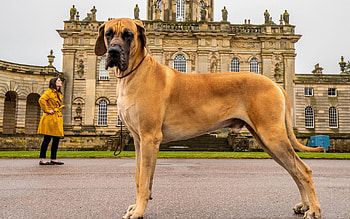 Great Dane, Vital breed information, Health tips, Caring for your Dane HD wallpaper