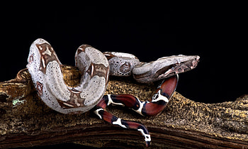 Boa Constrictor Care, Ball Python Breeder, Expert Guide, UK Beast HD wallpaper