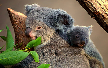 Koala, animal, baby, nature HD wallpaper