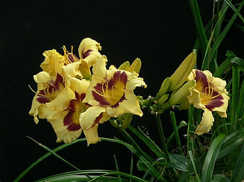 Lemon Lilies, burgundy, leaves, petals, yellow, sepals, floral, lilies HD wallpaper