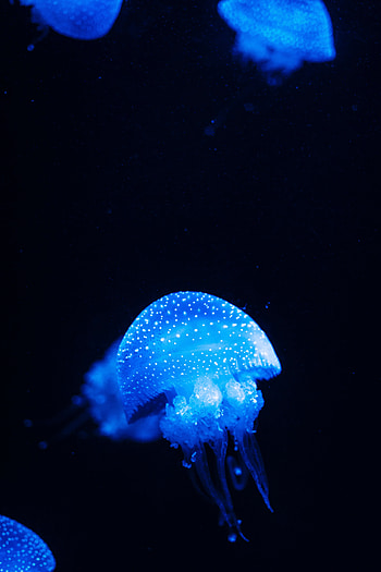 Animals, Sea, Jellyfish, Glow, Underwater World HD phone wallpaper