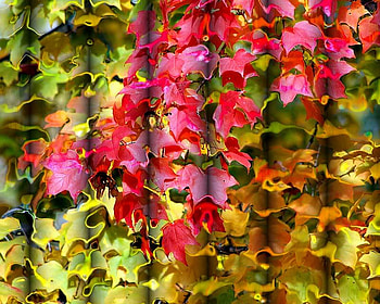 Autumn Blinds, autumn, colors, ripple, blinds HD wallpaper