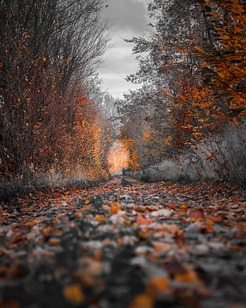 A que autumn pathway with vibrant foliage in a Belgian forest. HD phone wallpaper