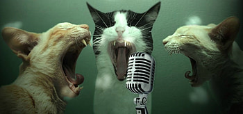 Karaoke, pisica, creative, fantasy, cat, funny, trio, micro HD wallpaper