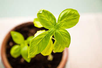 New work, Beyond just work, Basil plant, Food HD wallpaper