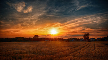 Sunset, wheat farm, golden, landscape, nature HD wallpaper