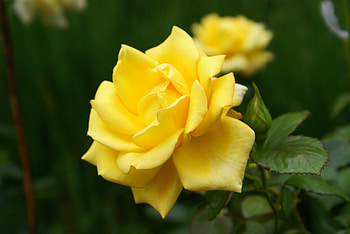 ROSE, PETALS, LEAVES, NATURE, STEM HD wallpaper