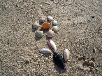 Background, Shells HD wallpaper