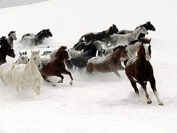 Animals, Winter, Horses HD wallpaper