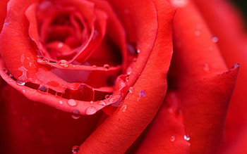 Drops, Macro, Light, Rose Flower, Rose, Petals, Light Coloured HD wallpaper