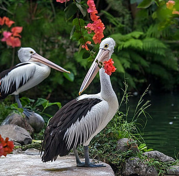 Nature, birds, graphy, animals, flowers HD wallpaper