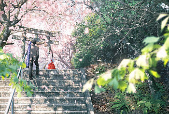 Kijin Gentōshō: Sakura Shrine Stairs — Anime, Anime, Kijin Gentōshō HD wallpaper