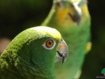 adi, birds, animals HD wallpaper