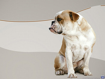 Bulldog, dogs HD wallpaper