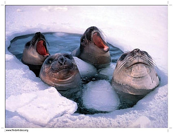 Relatives, antartica, animals, lake, ice HD wallpaper