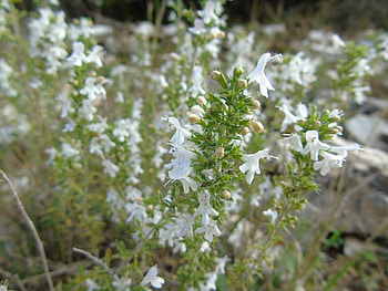 Winter Savory, Ajedrea satureja montana, Natusfera, Food HD wallpaper