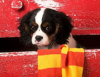Puppy in Drawer, love four seasons, puppy, animals, dogs, cute, lovely, socks, drawer HD wallpaper
