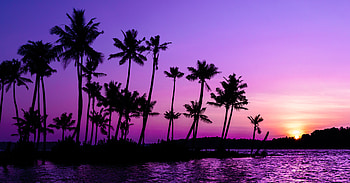Nature, Sunset, Palms, Violet, Silhouette, Purple HD wallpaper
