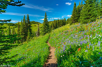 Nature, Flowers, Trees, Grass, Path, Hills HD wallpaper