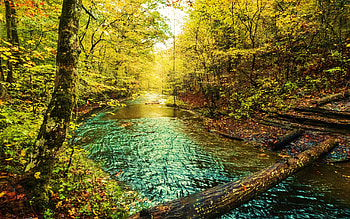 Beautiful fall weather at Beaman Park in Ashland City, Tennessee, forest, river, leaves, fall, trees, colors, usa HD wallpaper