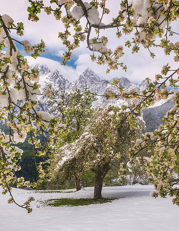 Nature, Flowers, Trees, Mountains, Snow, Snow Covered, Snowbound HD phone wallpaper