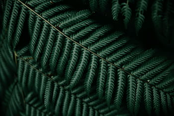 Macro graph capturing the intricate pattern and texture of dark green fern leaves. HD wallpaper