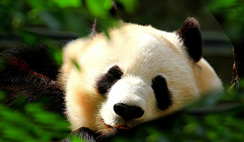 Red panda bears, Nature's cutest creatures, -worthy, Adorable and fluffy HD wallpaper