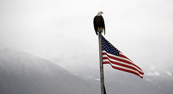 Eagle, bird, united states, america, usa HD wallpaper