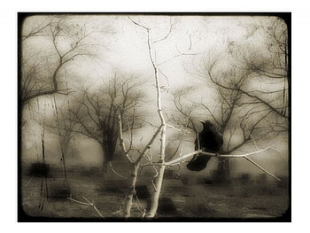 Lone Crow, raven, caw, crow, sepia, tree HD wallpaper
