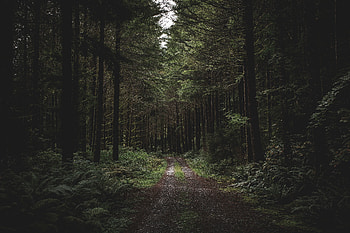 Dirt road, path, trees, forest, greenery HD wallpaper