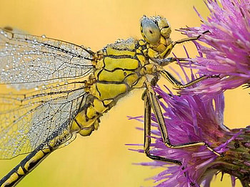 dragonfly, colorful, dew, macro HD wallpaper