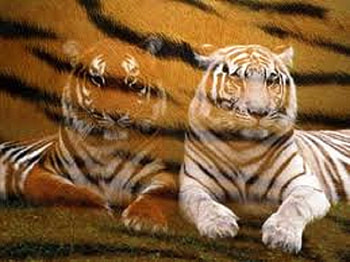 Tiger Prints, white, orange, tigers, prints HD wallpaper