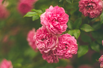 Flowers, Pink, Bush, Rose Flower, Rose HD wallpaper