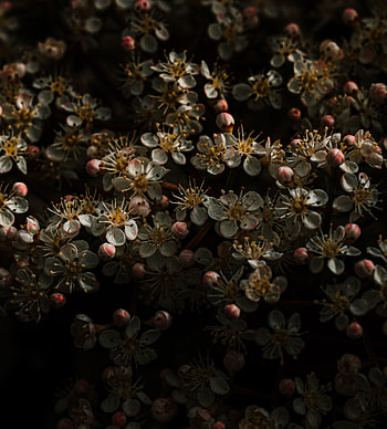 Flowers, Cherry, Sakura, Bloom, Flowering, Buds HD phone wallpaper