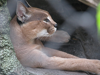 Animals, Puma HD wallpaper