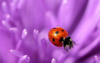 Lilac, Flower, Macro, Surface, Ladybug, Ladybird HD wallpaper