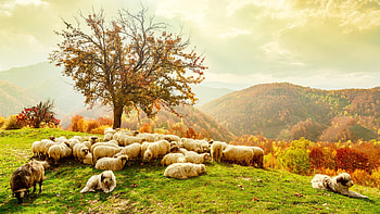 Gathered, oi, dog, art, painting, sheep, pictura, tree, caine HD wallpaper