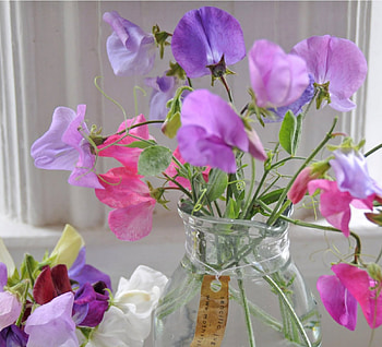 •✿• Delicate Pink •✿•, bouquet, crystal, beautiful, wonderful, small, fresh, jug, purple, pink, simple, love, lavender, nature, flowers, forever HD wallpaper