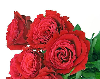 red roses , bouquet, flowers, roses, red HD wallpaper