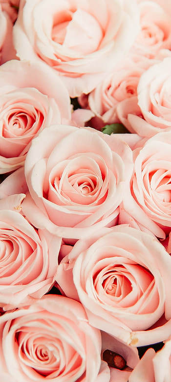 pink flower, flower, nature, rose HD phone wallpaper