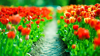 Plants, Flowers HD wallpaper