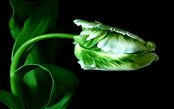Plant, Macro, Stem, Stalk HD wallpaper