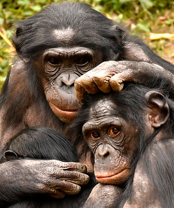 Hyper sexual bonobos, Women and sexuality HD phone wallpaper